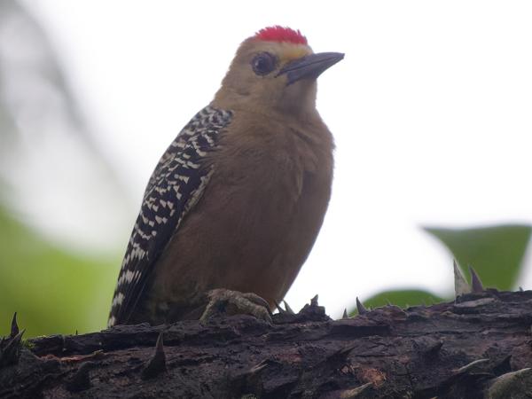 <h3><a href="/trips/costa-rica/biota/animalia/chordata/aves/039 piciformes/009 picidae/melanerpes hoffmannii/melanerpes hoffmannii-nl.html">Melanerpes&nbsp;hoffmannii</a> / Hoffmann's&nbsp;woodpecker / Hoffmanns&nbsp;specht</h3>OM-1 met OLYMPUS M.150-400mm F4.5 TC, 1/500 sec  bij F5.6, ISO 10000